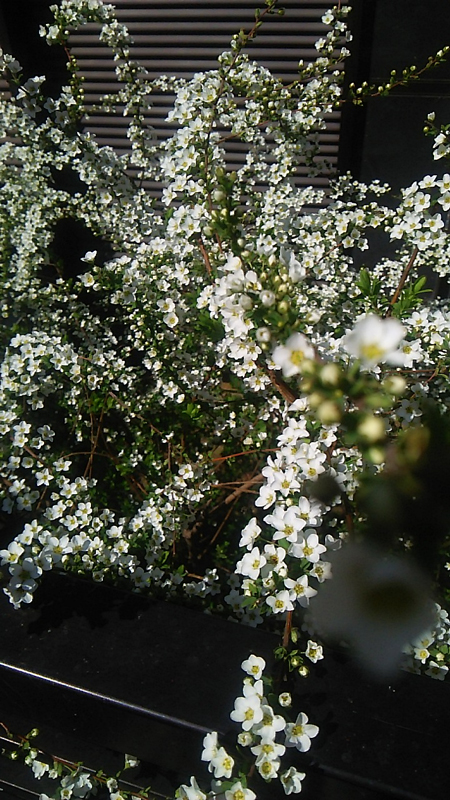 白い小さな花が魅力の 雪柳 有限会社j Art
